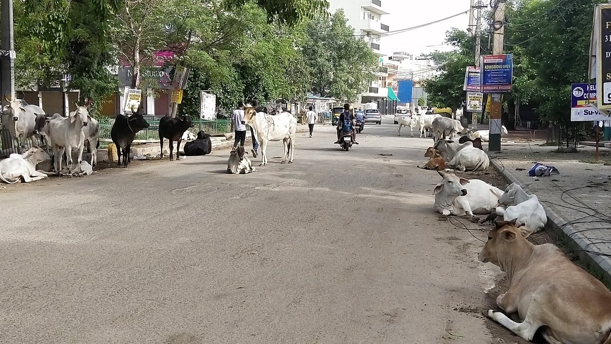 ATEET123456's tweet photo. @MunCorpGurugram awara pashu ka keher location sec 4 market gurgaon nearest milk dairy daily morning mey 5am to 10am tak janwar drop kartey hai take stick action https://t.co/Q0aF69Qssy