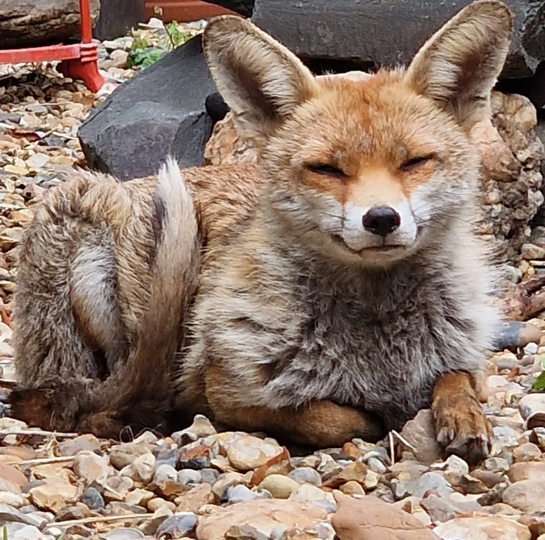 ChrisGPackham tweet picture