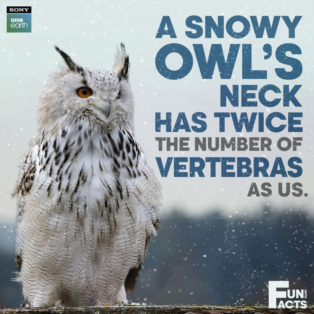 SonyBBCEarth's tweet photo. The extra joints which the vertebras form allows them to turn their necks up to 270 degrees in both directions!​
​
#SonyBBCEarth #FeelAlive #SnowyOwls #FunWithFacts #Wildlife https://t.co/EQKKBfZnPD