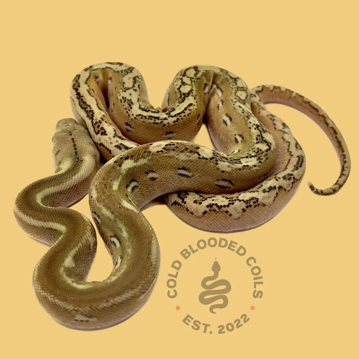 Cold Blooded Coils tweet media