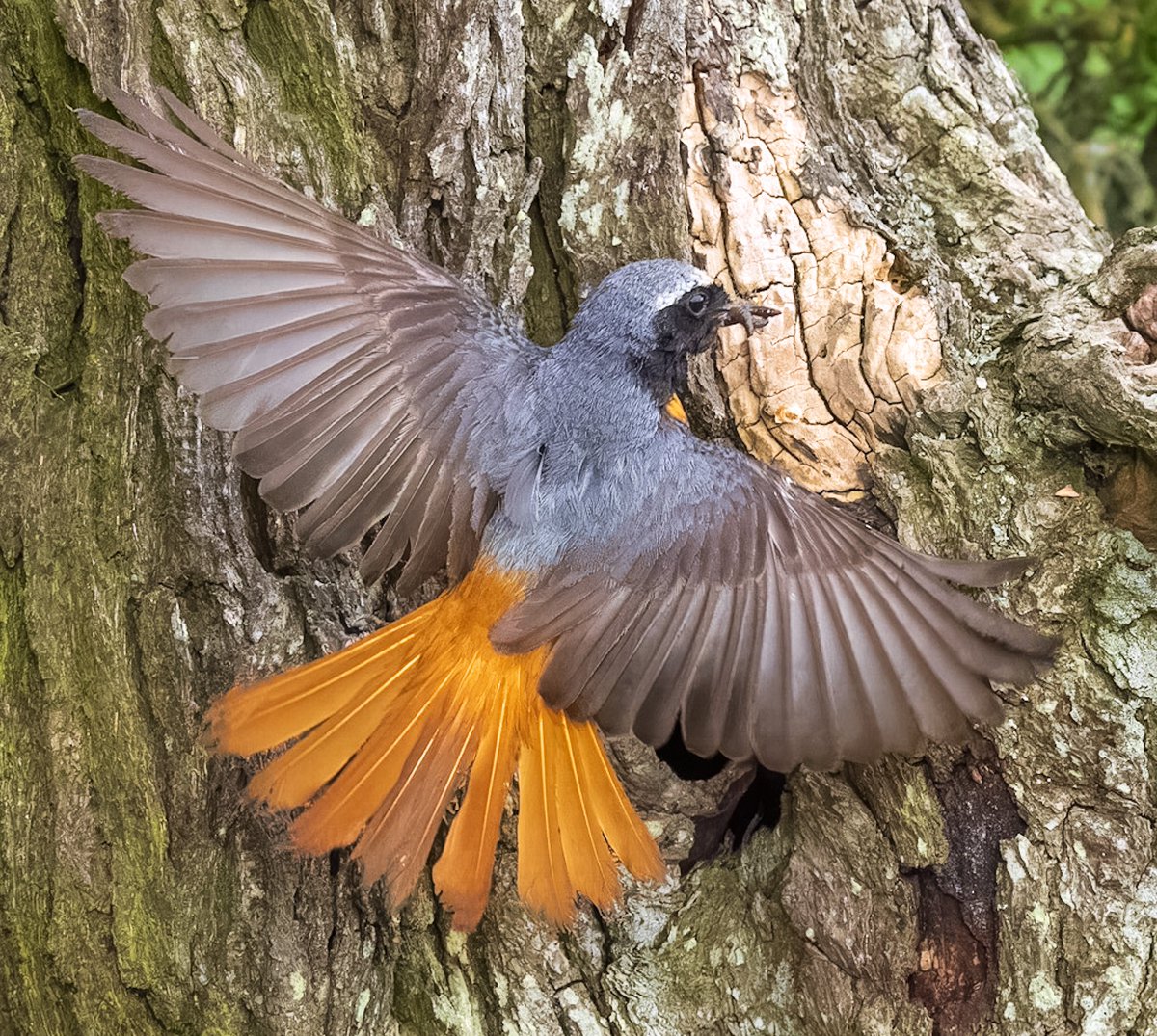 I love the flare and colour of the male redstart’s wings - bringing food to the nest, South Shropshire @Natures_Voice @BBCSpringwatch @BBCCountryfile #BBCWildlifePOTD #photooftheday @ShropsWildlife @sosbirding @imagery_t @OMSYSTEMcameras