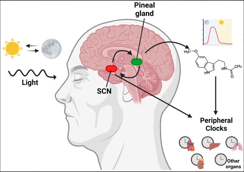 #ProducciónCientífica #IBSGranada

"Role of Melatonin in Cancer: Effect on Clock Genes"

mdpi.com/1422-0067/24/3…

<a href="/CanalUGR/">Universidad Granada</a> <a href="/SaludISCIII/">Instituto de Salud Carlos III (ISCIII)</a>