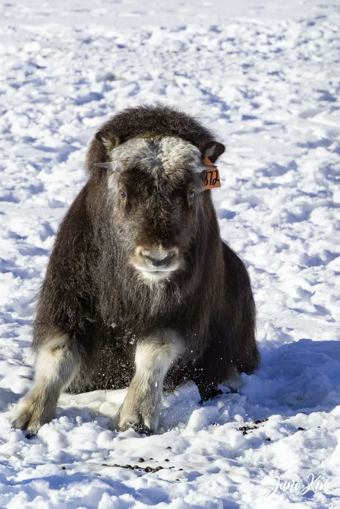 Have You Been to the <a href="/MuskOxFarm/">The Musk Ox Farm</a>? it's one of my favorite places <3  buff.ly/3PjiQT0