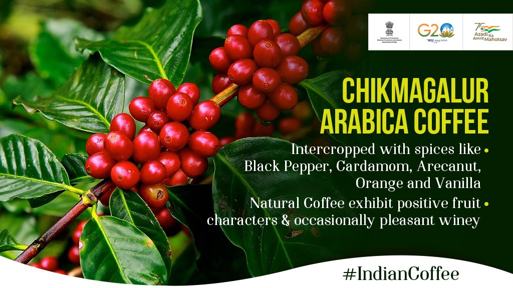 Chikmagalur Arabica coffee is grown specifically in the Chikmagalur district situated in the Malnad region of Karnataka.

#IndianCoffee