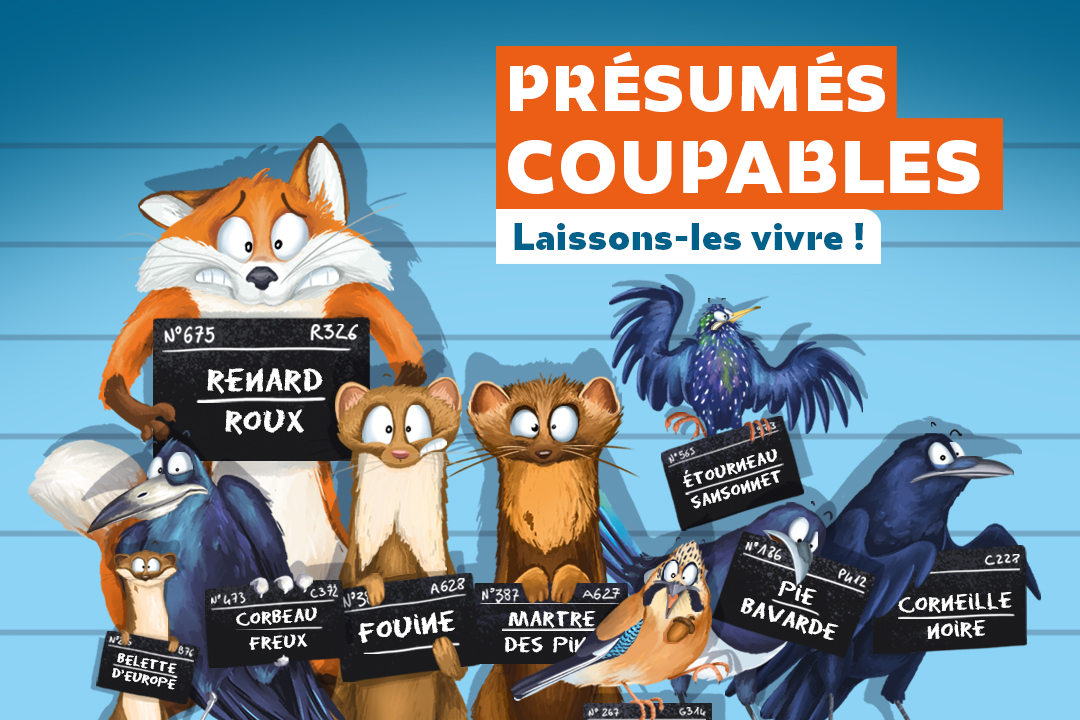 💪 Déjà près de 3000 avis négatifs en moins de 24H sur la consultation publique #ESOD de <a href="/Ecologie_Gouv/">Min. Ecologie Territoire Transports Ville Logement</a> malgré les bugs de la plateforme en ligne !
✊ Continuez à vous mobiliser pour défendre les animaux sauvages classés nuisibles 🙏 #presuméscoupables
▶️ bit.ly/consultationES…