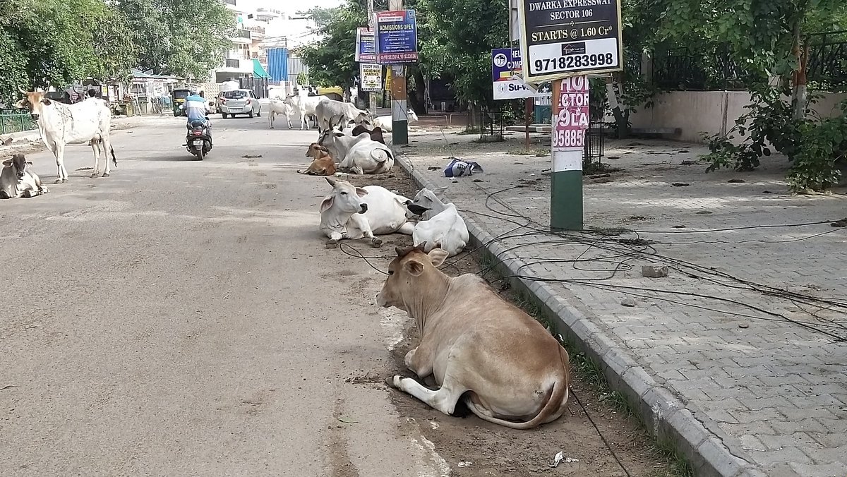 ATEET123456's tweet photo. Please take action on awara pashu location sec 4 market daily nearest milk dairy person drop animals between 5am to 11am please take action https://t.co/Q8zyOnDPsx