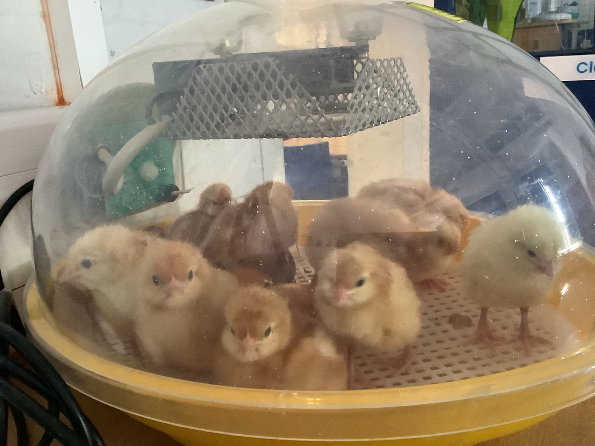 We have 10 very lively chicks this morning ready to come out of the incubator and into their new home. @HazelSchool