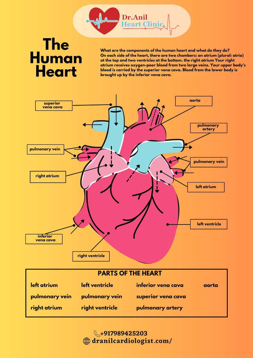 Human Heart  - #hearthealth #heartattack #doctorconsultation #heartdoctor #consultadoctor