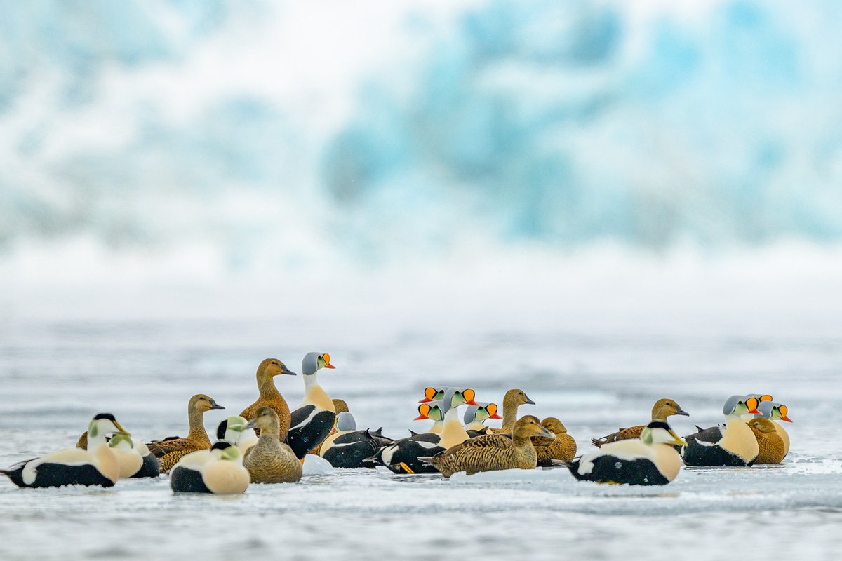 King eider and eider ducks resting on sea ice in front of a glacier in the Arctic.

Nikon Z9 + 600mm f/4 TC VR S lens. 1/2000 second, f5.6, ISO 450 with +1.7 EV. Handheld from a zodiac inflatable boat.

@NikonEurope
