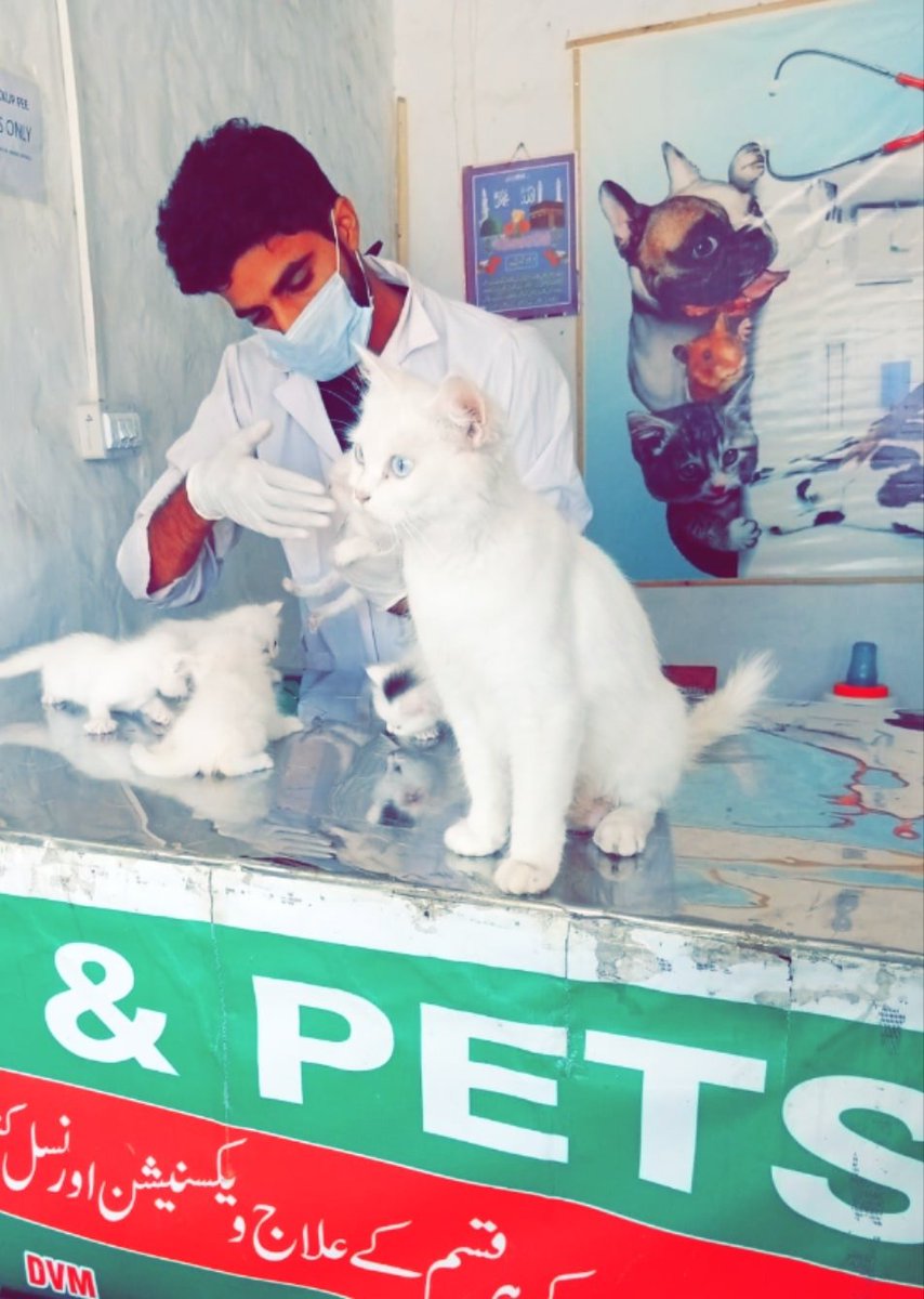 Queen and Kittens visited Iqbal Vet & Pets Clinic for Deworming and General Checkup
#veterinarianclinic
Visit us for your Pet's Checkup