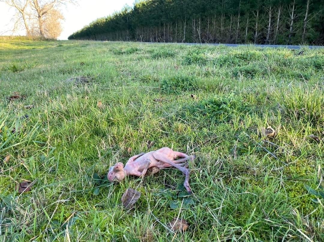 'There's so many joeys dying unnecessarily.
They would have had a chance if the person that hit mum reported it or checked the pouch ...
This little one was less than a metre away from mum this morning but froze to death.'
- Mount Gambier Wildlife Carer
#WildlifeRescue