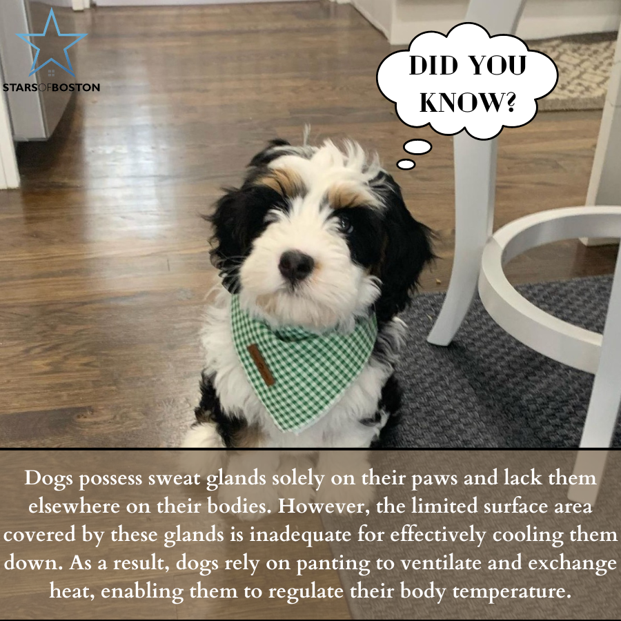 Did you know? 🐶 Unleash the fascinating facts about your furry friend! #DogFacts

Visit our website - starsofboston.com/about