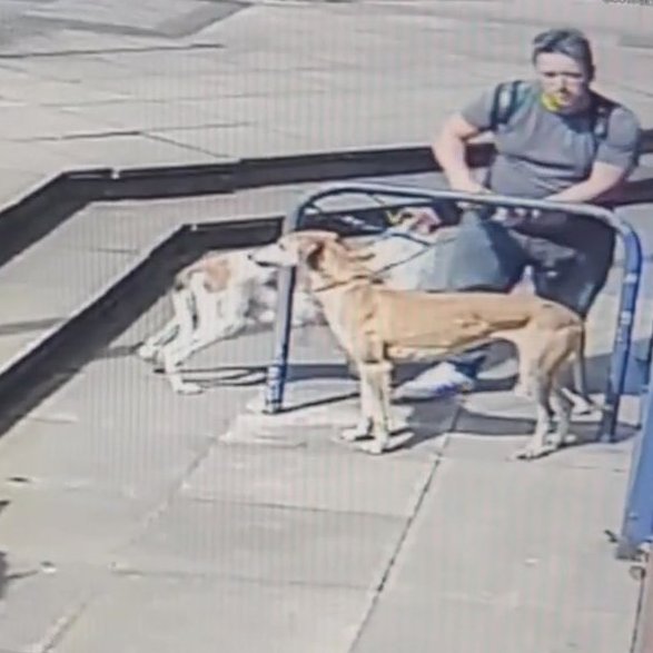 AdoptionsUk's tweet photo. Please retweet, DO YOU RECOGNISE THIS MAN? #SALFORD #MANCHESTER
RSPCA, searching for puppies after this man left 2 dogs tied up and walked way. Do you know him or where the puppies are? 
The one dog still had milk, both had injuries. 
☎️ 03001238018
https://t.co/vQ0VjuAo8F
#dogs https://t.co/tLrkgxsgro