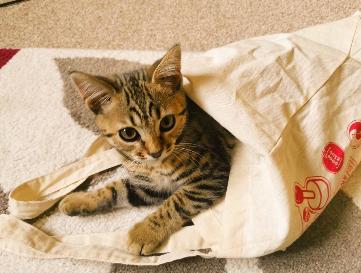 martycoop's tweet photo. Spock, modelling this season's must have: a limited edition @Raspberry_Pi cotton bag. https://t.co/6npYQp4jna