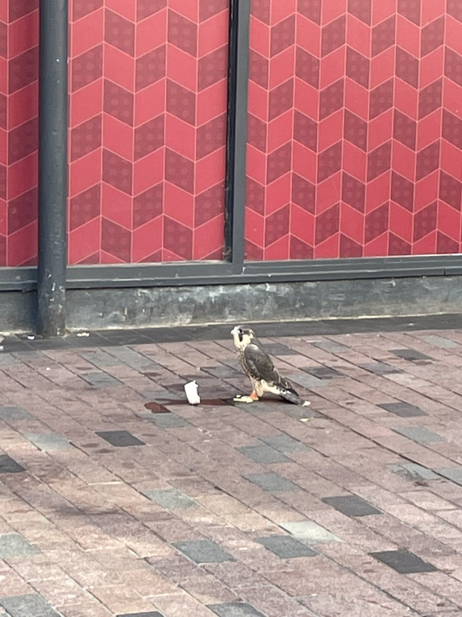 Gillkitchener's tweet photo. @LeicsPeregrines Sitting in Cheapside for 30 mins. Moving head but not moved otherwise. Maybe injured?? https://t.co/6B8xLw0Xgw