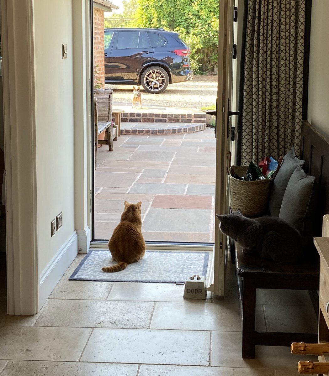 Standing guard this morning as cat food thief is looking for left overs 😼😼