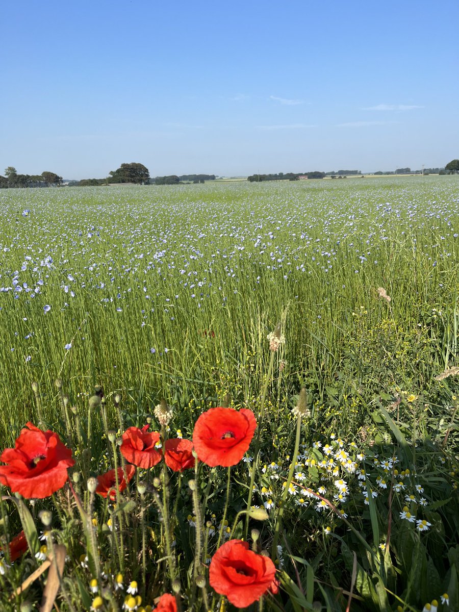 Sa majesté le lin sur lit de coquelicots.
#normandie