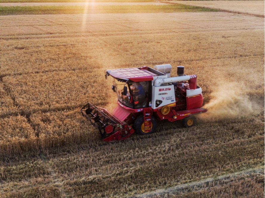 The wheat in Renqiu City, Hebei Province has entered the harvest season.
#beautiful
#China