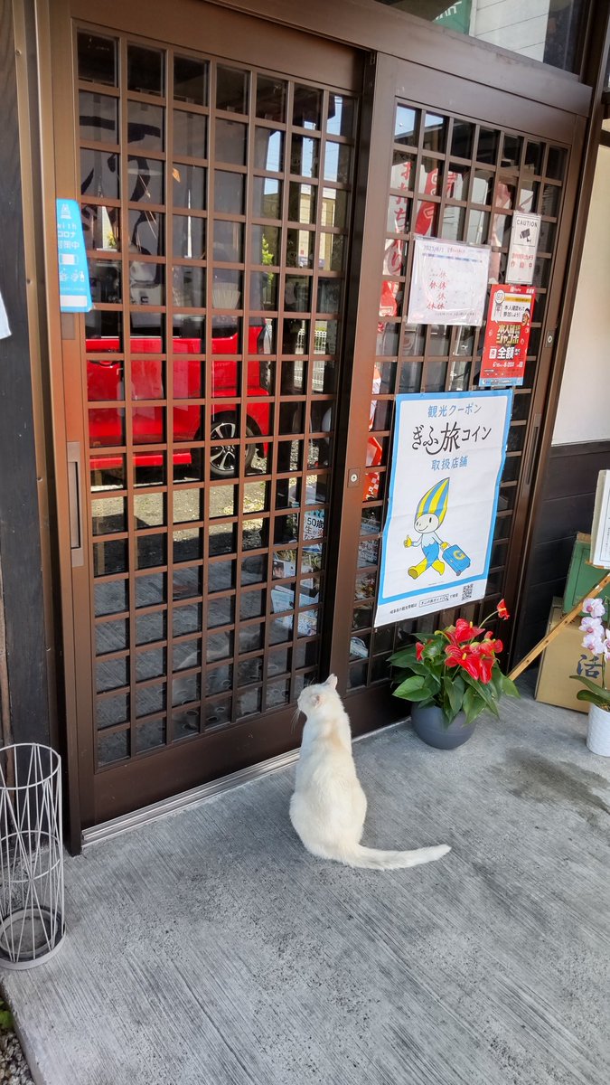 開店待ちの一番客は猫でした