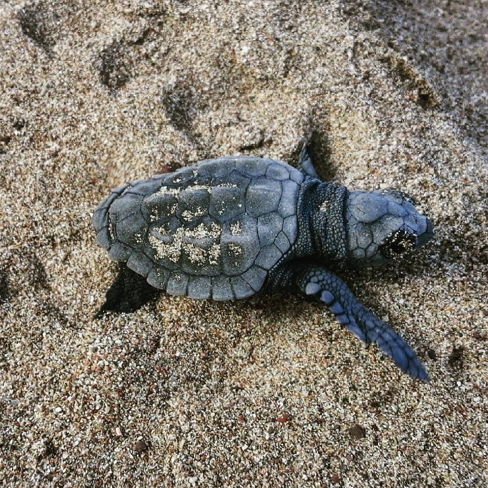 Es el día internacional de las tortugas marinas! La tortuga Caretta caretta 🐢 la semana pasada nos vino a visitar para desovar en una playa en Palma. Gracias a la actuación ciudadana se protegió la zona. 

Si encontráis una tortuga desovando o enmallada llamad al 112❗
