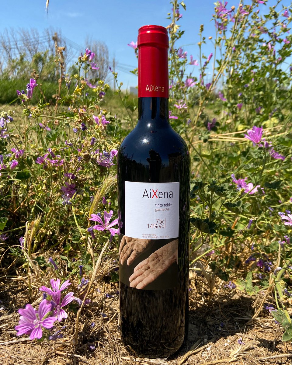 coopsanlamberto's tweet photo. Nos gusta colaborar con otras cooperativas que ponen todo su amor como nosotros en los productos que hacen. Por eso vendemos "A Ixena", un vino tinto de garnacha producido por la cooperativa C.C. Virgen de la Corona de Almudévar.

#cooperativasanlamberto #Aixena #garnacha https://t.co/s9T7YBmqcW