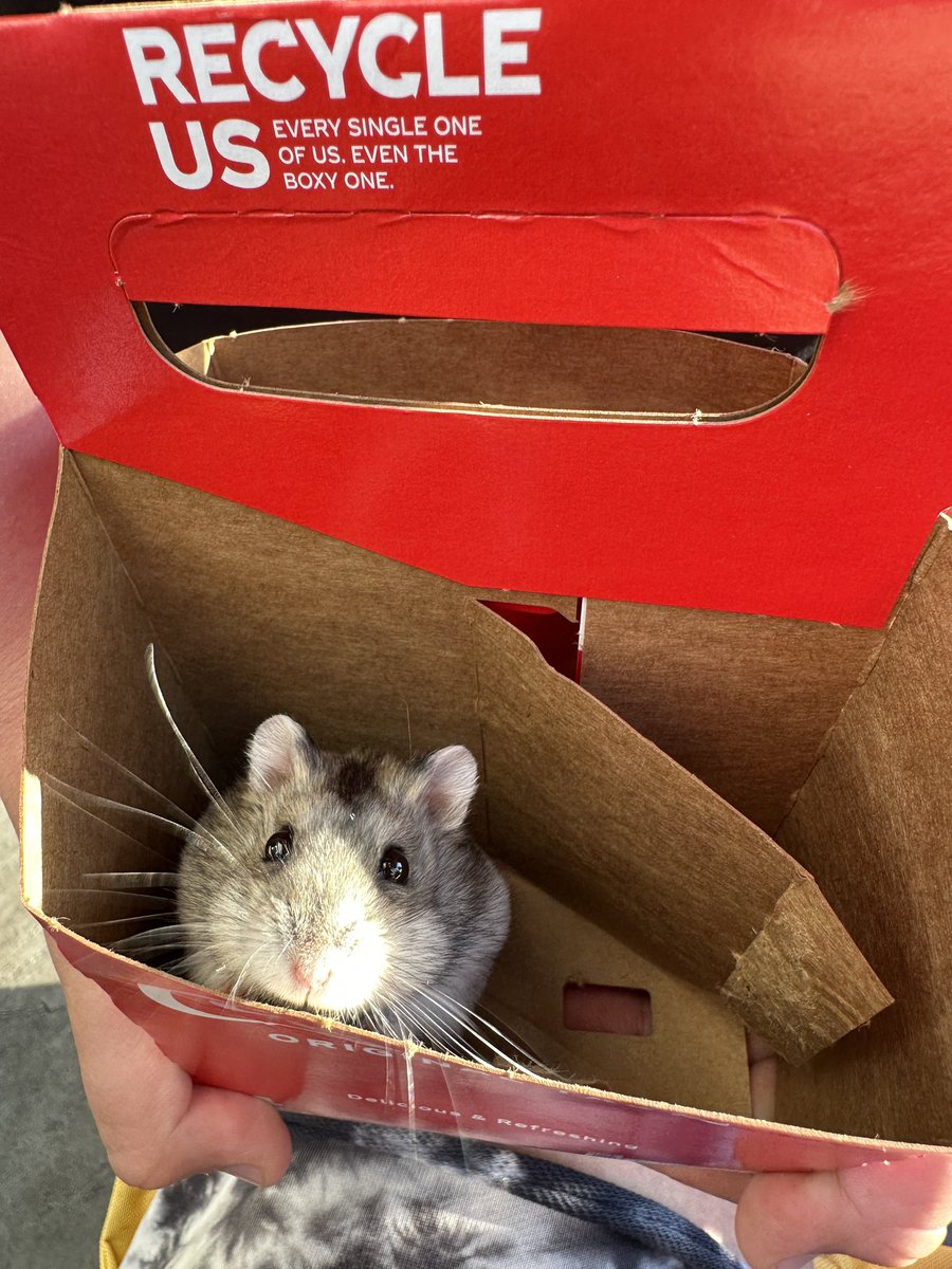 writer_suzy's tweet image. So much garbage and despair in the news today. Here’s Pesto and Luna instead. 
#dwarfhamsters