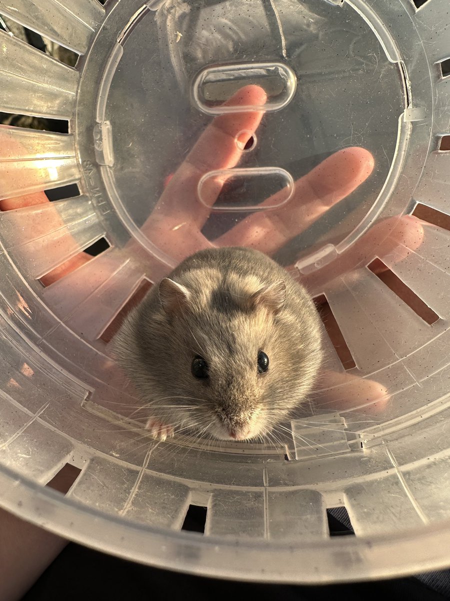 writer_suzy's tweet image. So much garbage and despair in the news today. Here’s Pesto and Luna instead. 
#dwarfhamsters