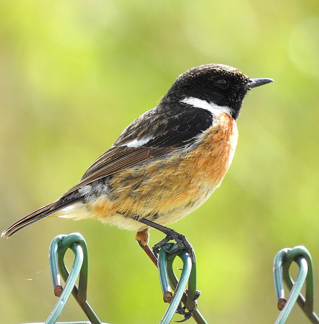 Stonechat posing on a fence.  Have a good day folks. <a href="/Natures_Voice/">RSPB</a> <a href="/RSPBScotland/">RSPB Scotland</a> #BirdsSeenIn2023 🏴󠁧󠁢󠁳󠁣󠁴󠁿 #NaturePhotography #nature #wildlife #wildlifephotography #birds #birdphotography #birdwatching #TwitterNatureCommunity