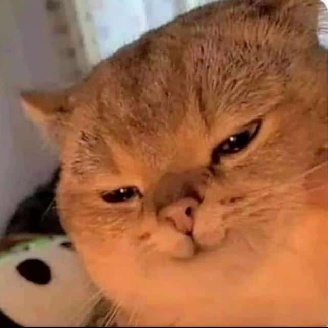 PUSSinARB's tweet photo. GM Meowtopians. Say it back https://t.co/lHvVErfQ17