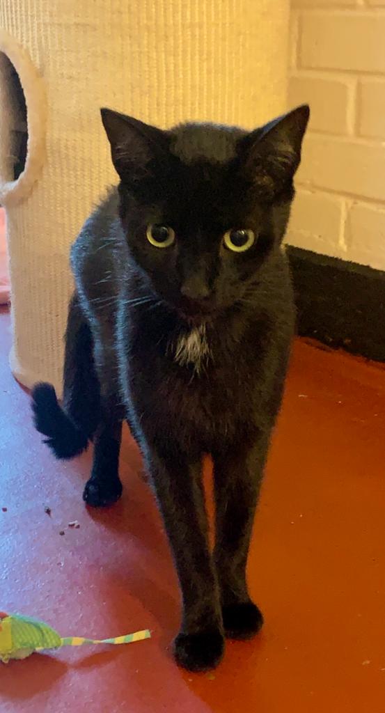 Hello my name is Biscuit 🐈‍⬛ looking for my loving home 🏡 I’m very friendly, calm, neutered, vaccinated and fine with older children. His brothers and sister picked on him and we would like to find him a home without other animals. Biscuit is very friendly. Redgate@mail.org