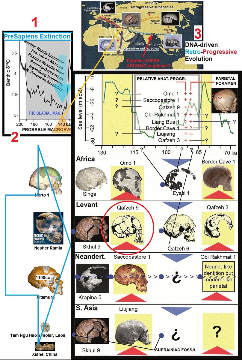 #FossilFriday The double burial, probably MIS 5e.
Qafzeh 9 #Homosapiens, MALE not Female, 
between 18.5 and 20.5 years (Coutinho-Nogueira et al. 2021).
Qafzeh 10 child at age 5.1, not 6 (Tanya Smith et al. 2010). Faster growth due to extreme warming?
#Paleoanthropology @Geno_Mena