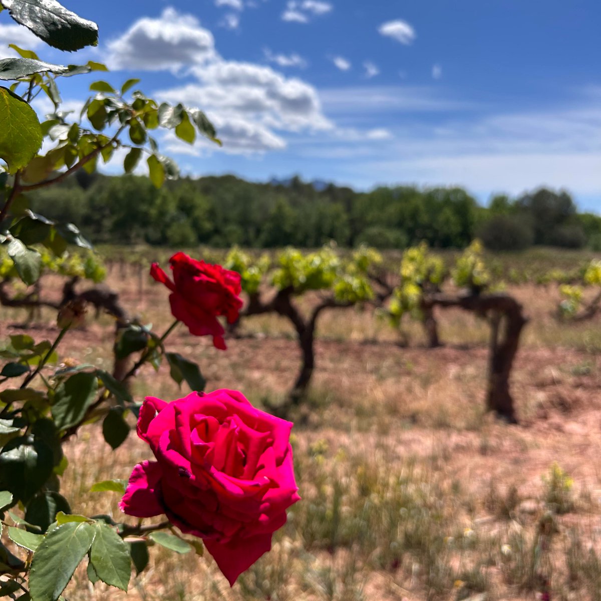 🌹Saps per què moltes vegades trobes rosers a la vinya?

🥀Els rosers són plantes molt delicades i sensibles. Això fa que si apareixen infeccions a la vinya, el roser reaccioni ràpidament amb taques a les fulles i actuï d’avís per tractar els ceps a temps

Ja ho sabies?🤔