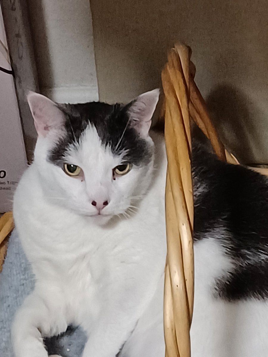 1HashHoward's tweet photo. Dolly Delightful and Dixie T Kitty are our Emotional rescue Kitties and #CatsOfTwitter #FuzzyButts #BootifurKitties https://t.co/BF6Bv6p3IZ
