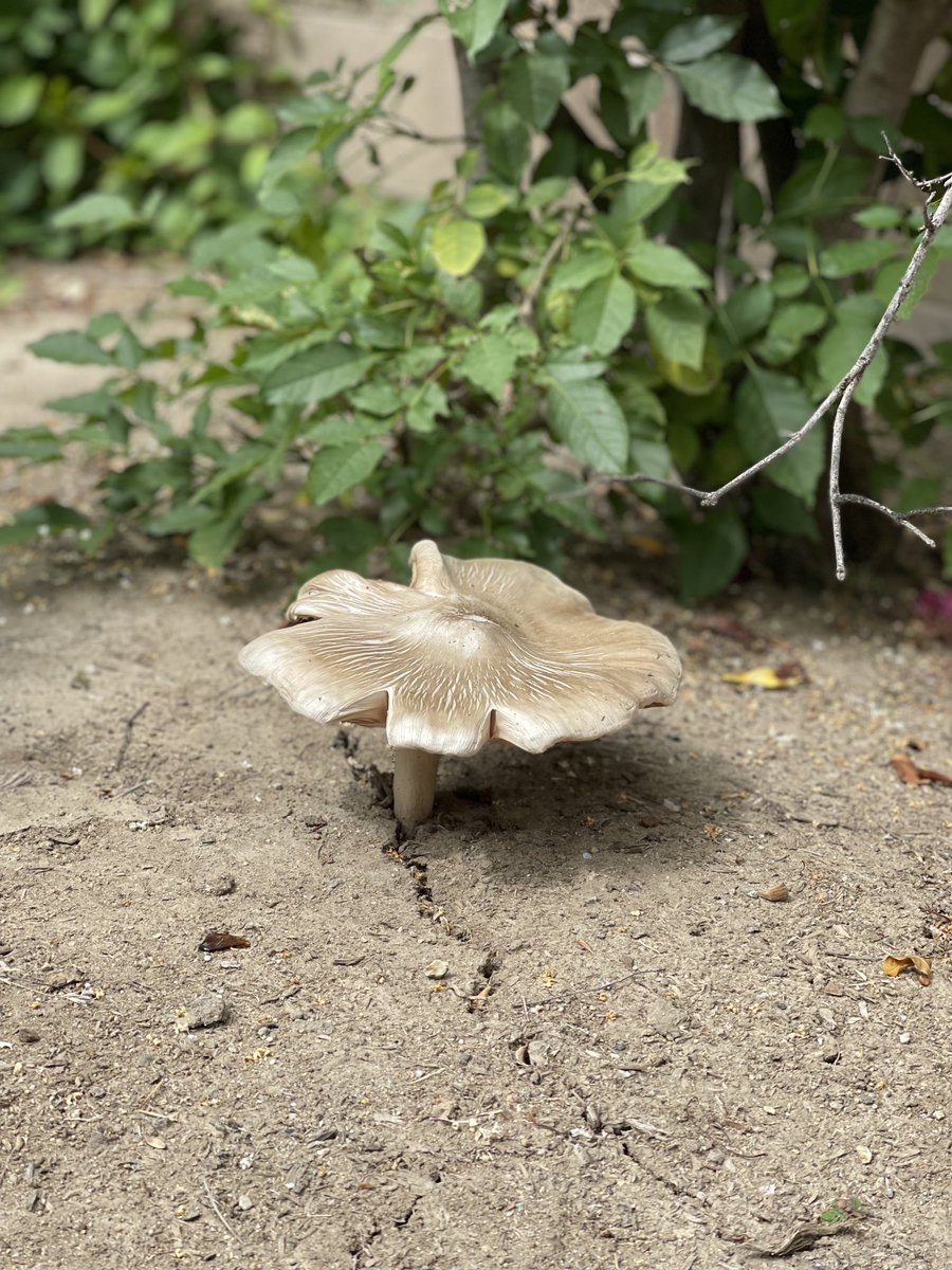 ChiChi Greenblatt on Twitter "I got this hella big ass mushroom