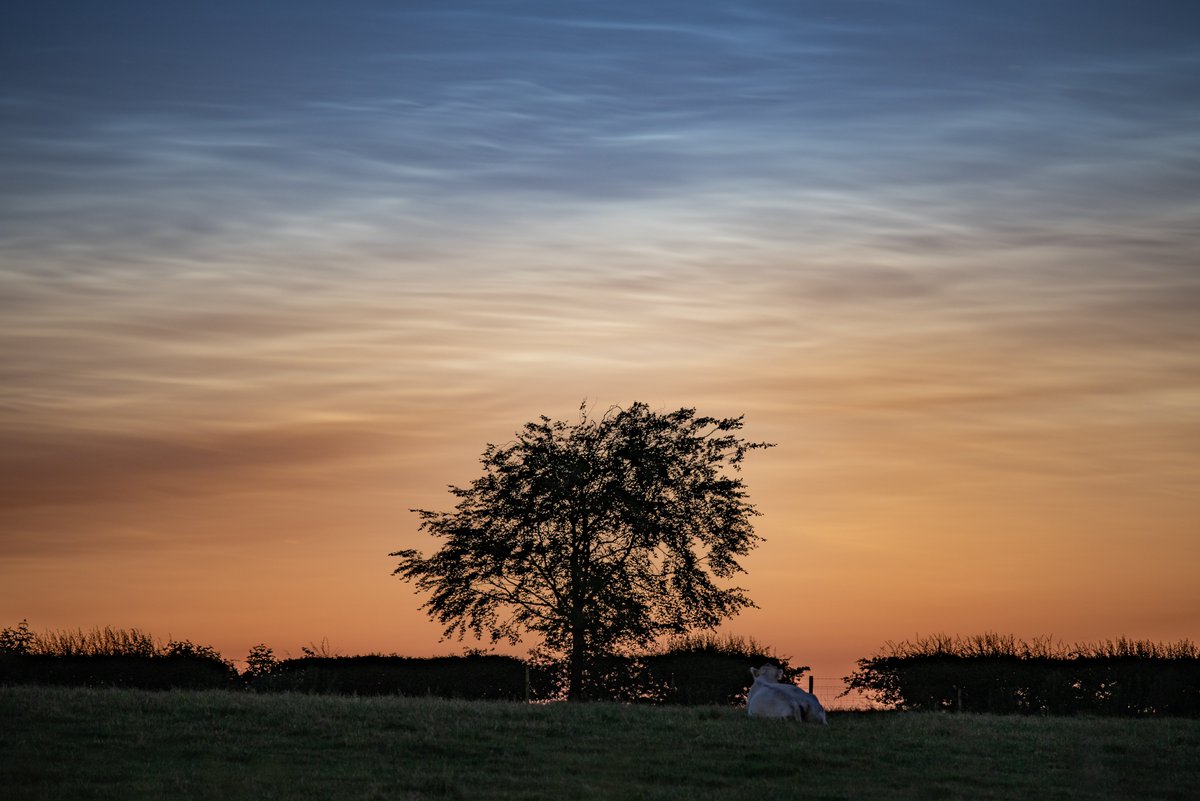 My first Noctilucent Clouds shot of the year was taken in Harrogate, North Yorkshire this morning at around 00:50. See if you can spot the cow 😂 #NLC #NLCs @StormHour  #NoctilucentClouds