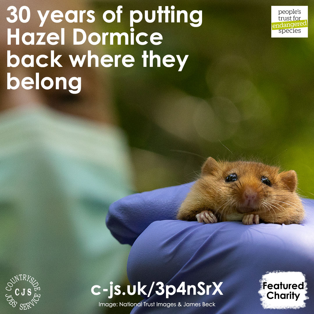 CountrysideNews's tweet photo. Hazel dormice are one of Britain’s most enigmatic species, but few people ever actually see one. To help combat their decline, a reintroduction programme began in 1993. @PTES &amp; partners have released a total of 1,078 dormice since! Our featured charity: https://t.co/JKY5ls3coC https://t.co/NfZNkW5K5K