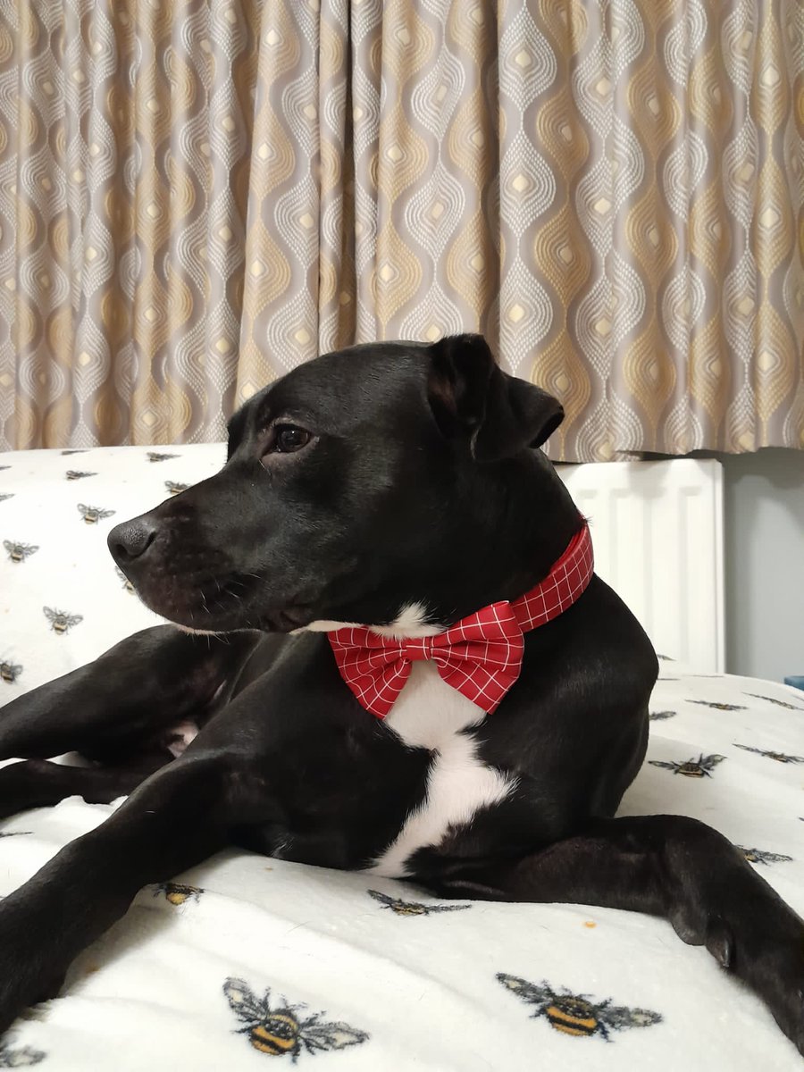 Our dog Bee in red for #Red4Research day. He says thankyou to everyone that volunteers to support new discoveries and the @PRCLeicester, <a href="/LeicResearch/">Research at Leicester's Hospitals</a> and <a href="/Leic_hospital/">Leicester's Hospitals</a> staff that work hard to support and deliver research. <a href="/Research2note/">Research2note</a> Sally you are amazing to create R4R day