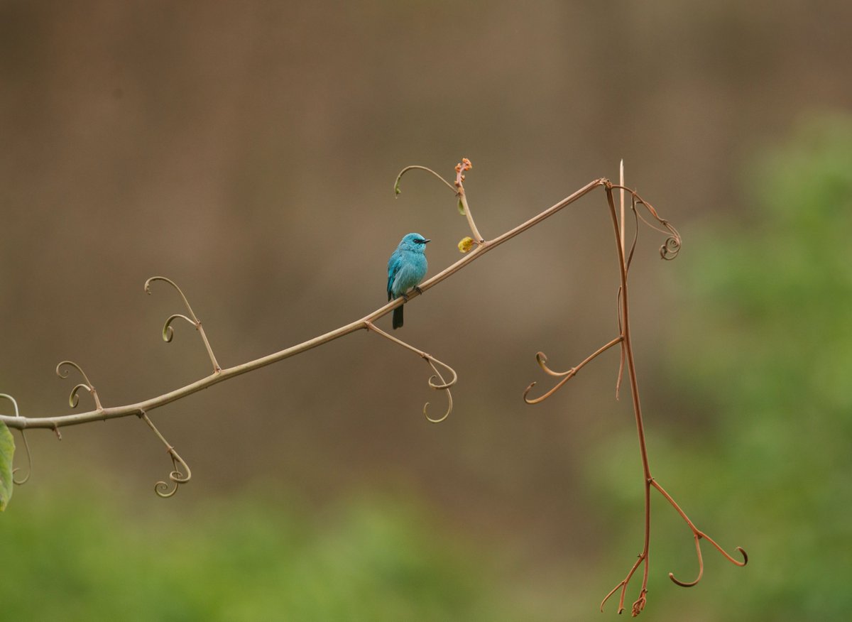 A broken twig!
#indiAves #birdwatching #birdphotography #VIBGYORinNature #Blue #nature