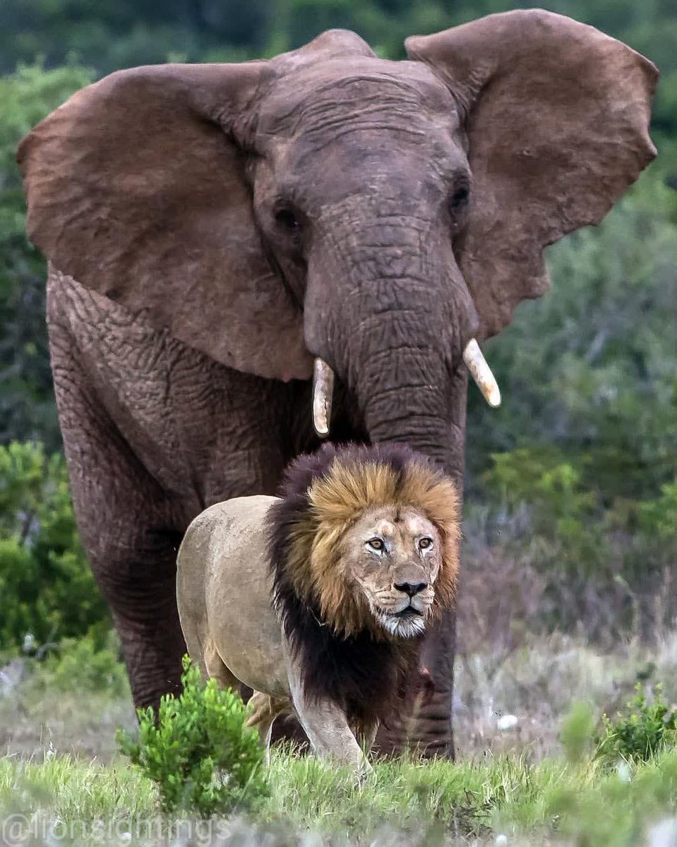WildfriendsUG's tweet photo. A huge following🐘🥹 thank you for 20k followers👏💚

Through conservation tourism we believe conservation of #wildlife &amp; wilderness, restoration of endangered species &amp; empowerment of host communities is guaranteed. 

Click 🌍https://t.co/vLQT5kU7U5

📸 @Lionsighting https://t.co/pLZiB5iiBt