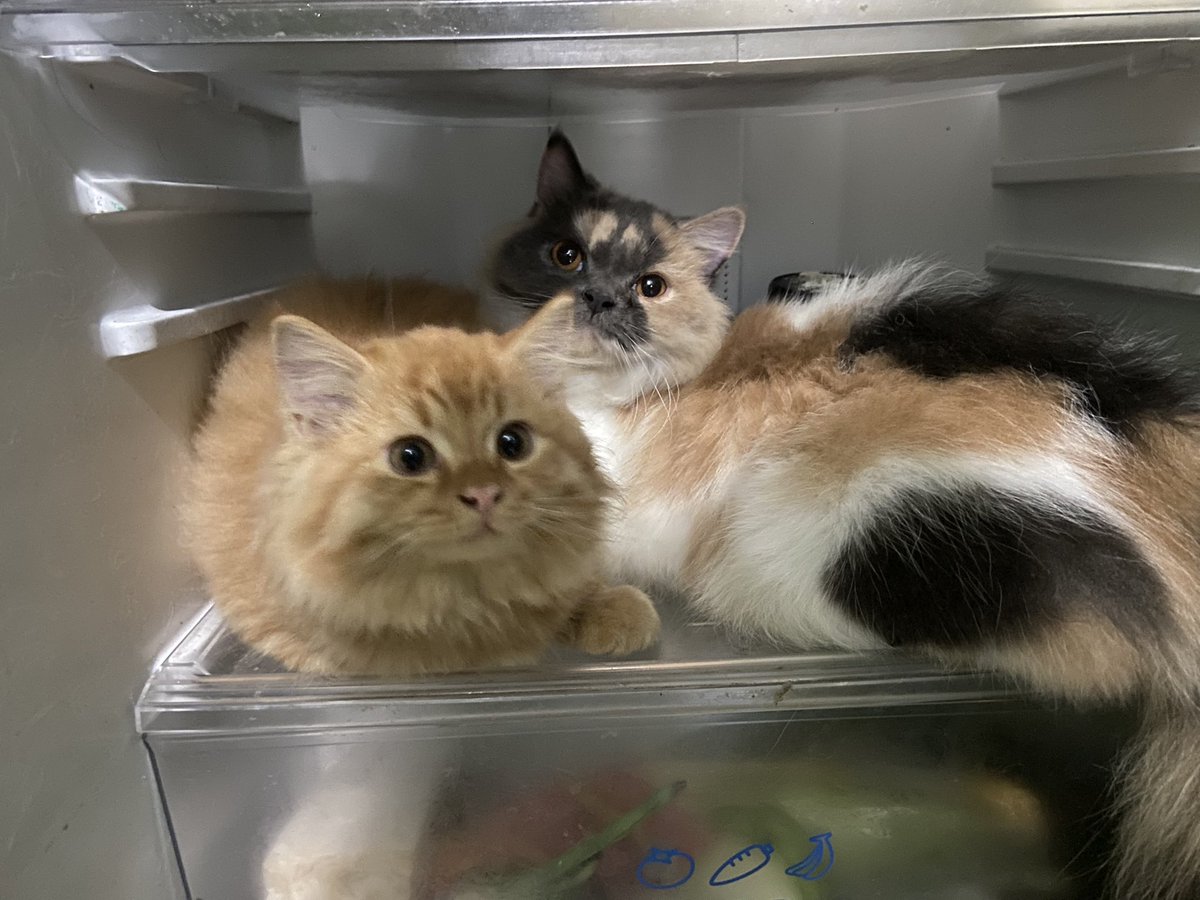 🐈 kali ini dia ngajak anaknya buat ikut nongkrong di kulkas 🥹