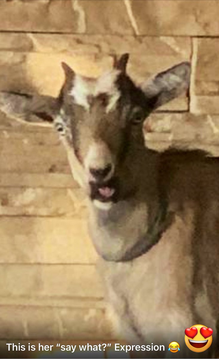 Ram_Bioenergy's tweet photo. https://t.co/jVDPA1uIBa
Be the #goat aim further than you can see, try harder, dig deeper #NeverGiveUp https://t.co/1N11eVq5Uy