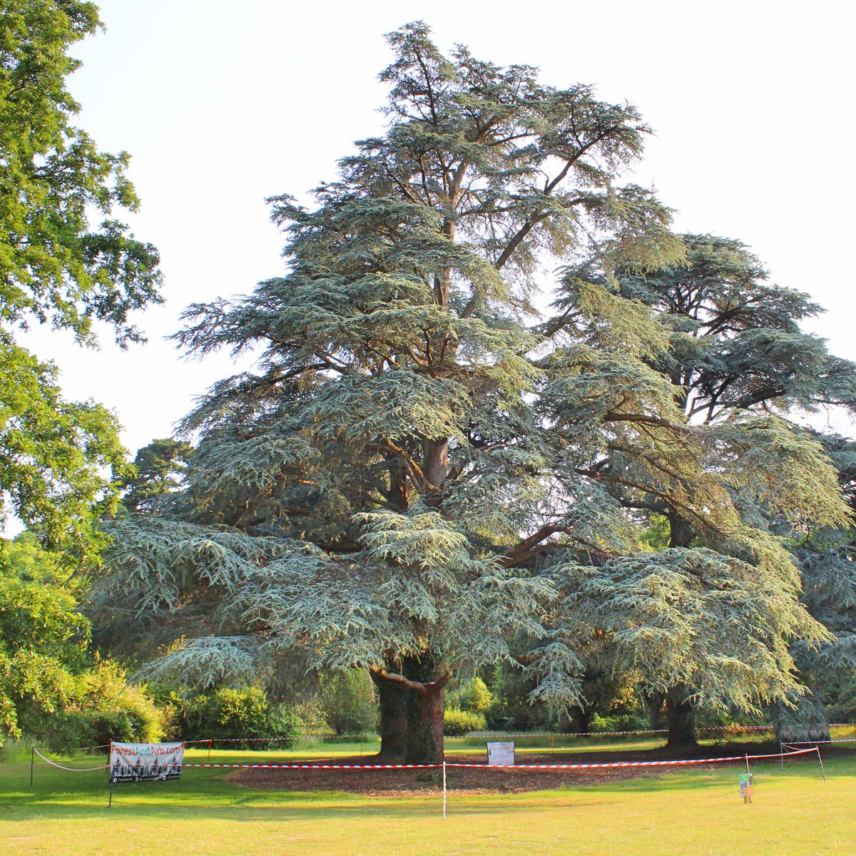 Only 24 hours until the first ever Exbury Tree Climbing Competition!

We are just sorting out the last few bits ready for tomorrows event.

Here’s the competitors t-shirts made especially for the event! 

We hope you can all come down and support the event