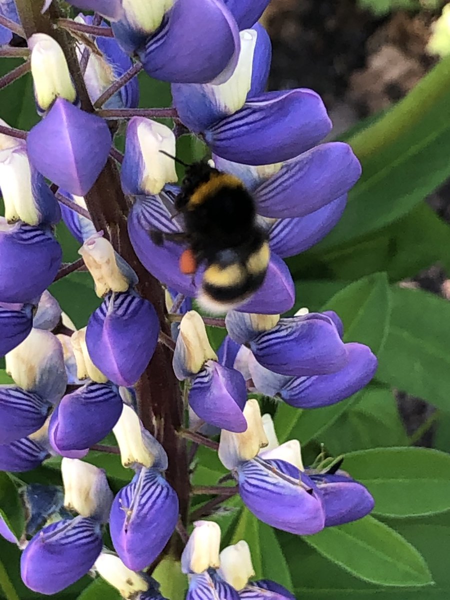 Happy Friday everyone! Fuzzy bee 🐝 on a lupin. Have a great day 💜 #FlowersOnFriday 💜💜