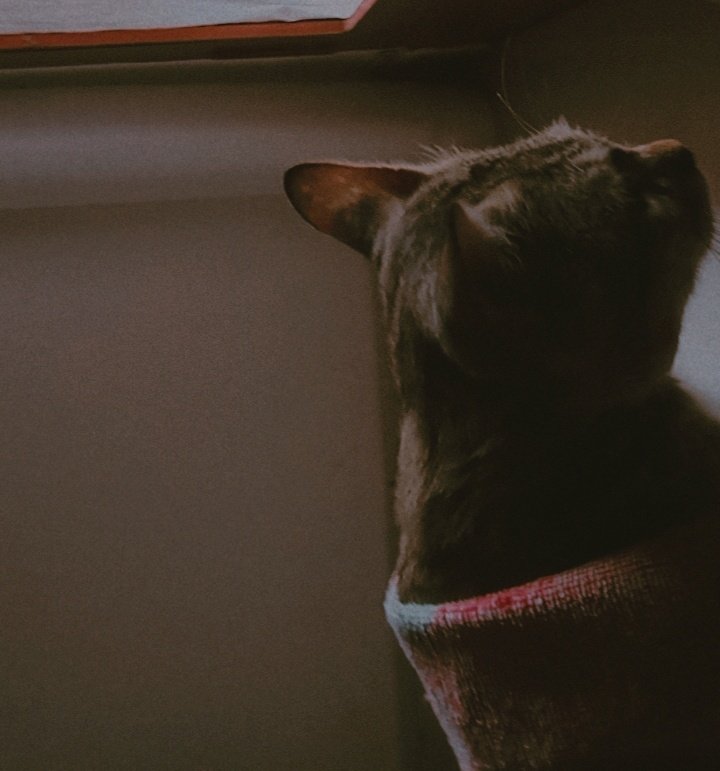 My silly has grown up so big 💕