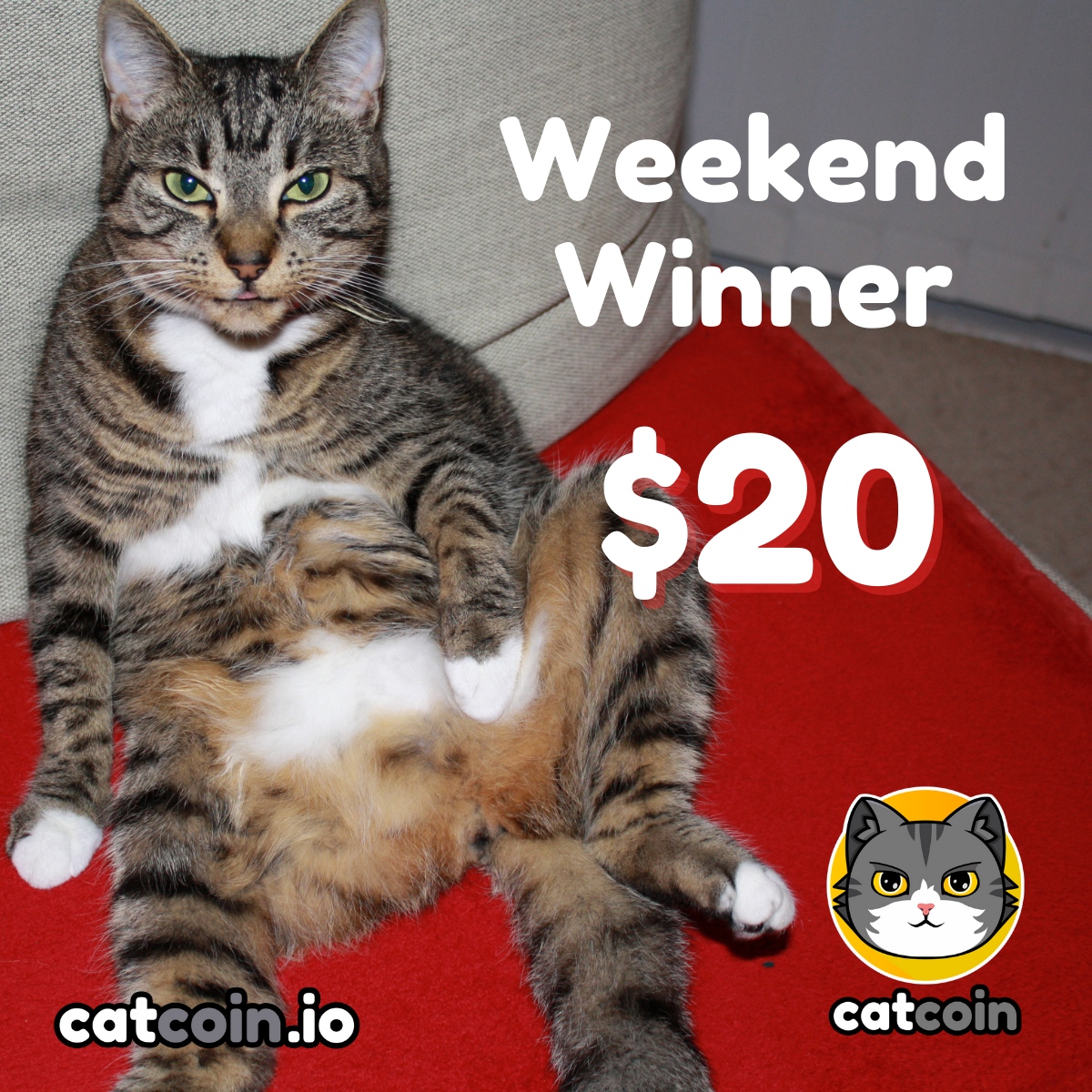 Here's to the weekend - $20!

• Follow @officialcatcoin
• Retweet
• And comment #Catcoin #BUSD #giveaway

Ends June 17th at 8am UTC
