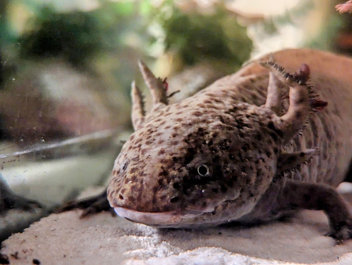 Miss Plod the axolotl

#axolotl #aquatic #animals