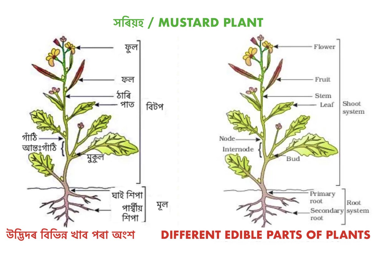 DimpyKoch's tweet photo. Current favourite hobby : Making bilingual Digital Material for my Assamese medium students.
Because you don’t get good #Assamese educational content on Google 💁‍♀️ Wish i could share this with Govt agencies for dissemination. Tagging relevant ppl of #AssameseTwitter doesn’t help. https://t.co/nvY7aVZq8C