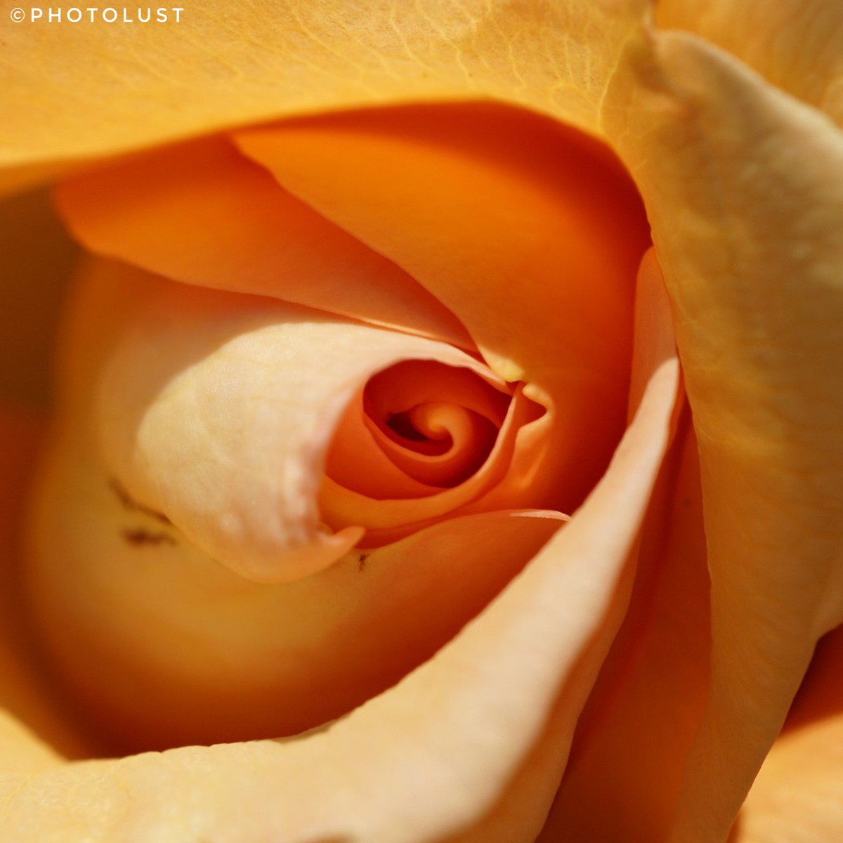 #Fotografie #Photography #Natur #Nature #Blume #Flower #Farbe #Colour #Makro #Macro #Makrofoto #Macrophoto #Makrofotografie #Macrophotography 📷 #SonyAlpha 6000
#Rose 

Good morning, Twitter friends. Have a beautiful #FlowerFriday.