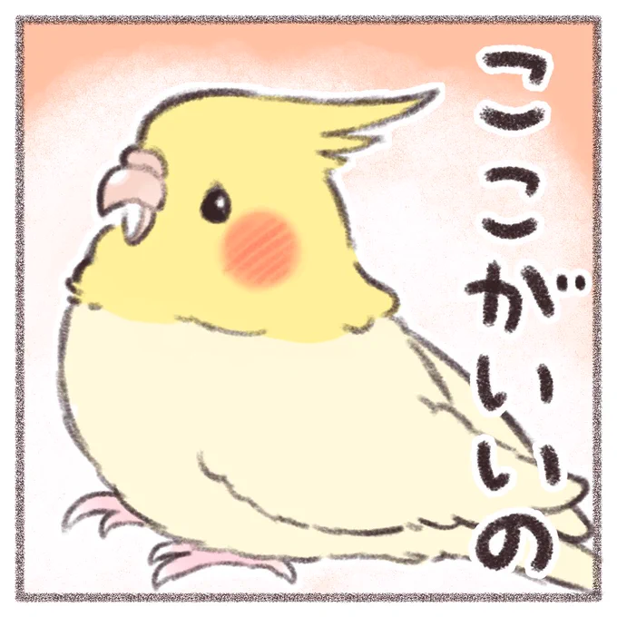 オカメインコさんのマンガを描いたよ  