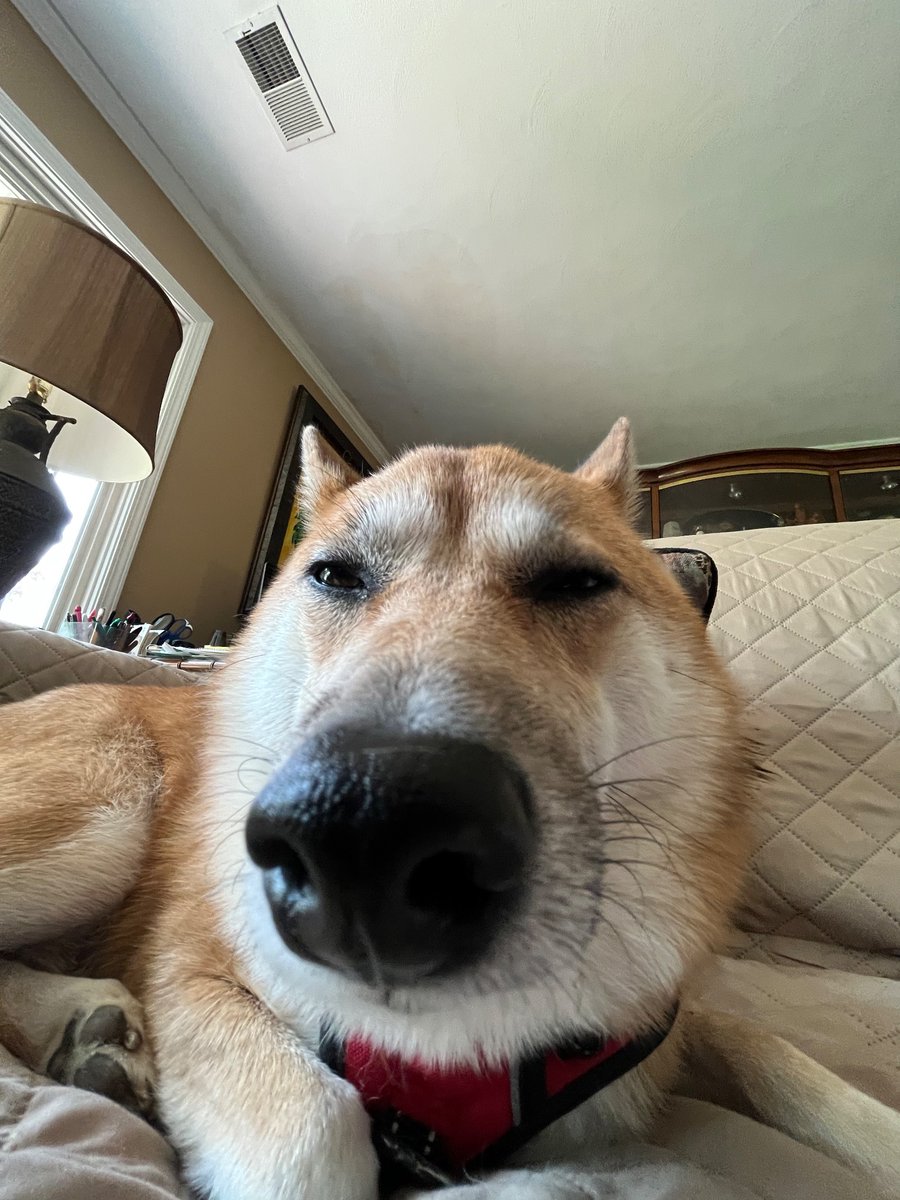 TimeYouOwe's tweet photo. poor dog https://t.co/wDiyazWV6h